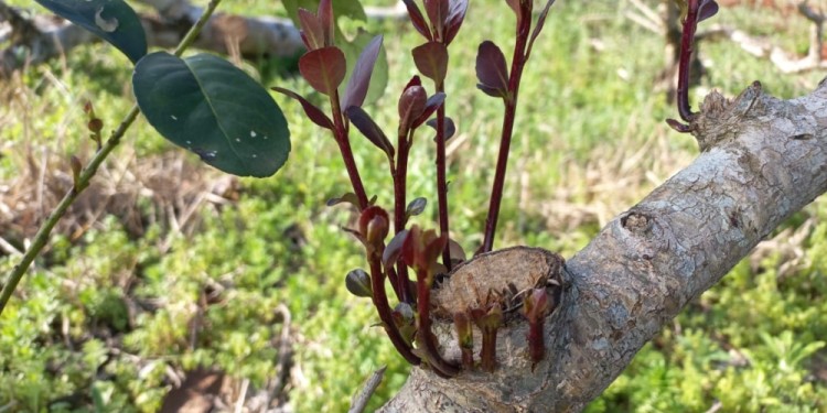 RECUPERACIÓN. En este tiempo de intercosecha, las plantas se renuevan antes de la próxima zafra yerbatera