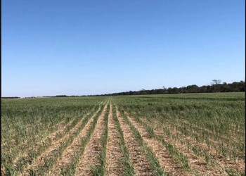 La sequía costaría unos 3 mil millones de dólares