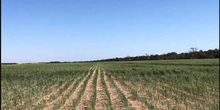 AMENAZA. La sequía complica a las plantaciones y eso representa menos dólares para el país.