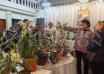 Expo Orquídeas