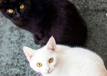 Rescatistas piden no dar en adopción gatos negros o blancos durante octubre