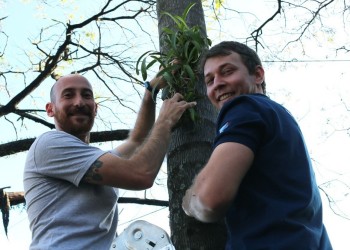 Más de 300 orquídeas nativas fueron plantadas en Oberá