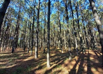 Plantaciones forestales almacenan 70 millones de tn de carbono orgánico