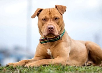 Un abuelo fue mordido por dos pitbull sueltos en la vía publica