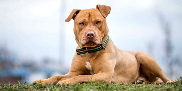 QUE NO SE REPITA. Los pitbull, como cualquier otra raza de perros, no deberían andar sueltos en los lugares públicos. (Foto ilustrativa)