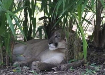 “Tratamos que el puma salga de zonas urbanas y se refugie en espacios silvestres”