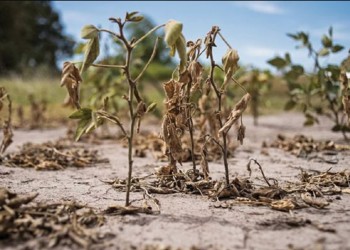 Señalaron que la sequía golpea sobre el 75% del área agrícola