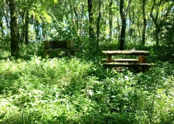 Buscan recuperar el Balneario “El Ñandú”, ubicado a metros de las Cataratas