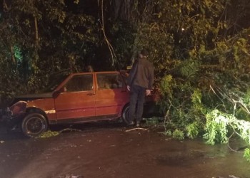 La tormenta provocó la caída de árboles en Puerto Rico y Posadas