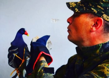 Rescatan en Posadas a una “pollona azul”, un ave en peligro de extinción