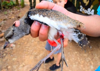 Rescatan a un tero herido en las afueras de Santo Pipó