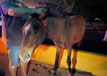 Un caballo suelto sobre la autovía casi provoca una tragedia