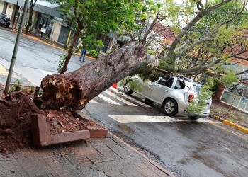 Temporal: un árbol cayó sobre un auto en el centro de Posadas