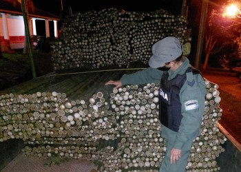 Incautan miles de metros de tacuaras robadas