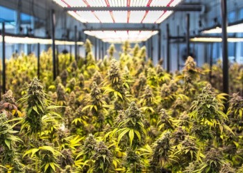 Misiones avanza en la investigación y producción de cannabis medicinal