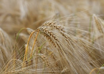 Evalúan el impacto del cambio climático en la cebada y trigo