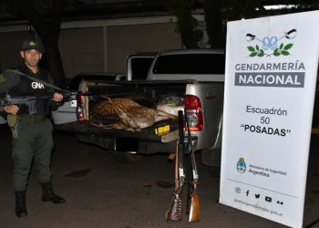 Transportaban un ciervo muerto por Posadas