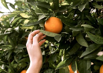 Huerta en casa: técnicas para sembrar, abonar, regar y cuidar árboles cítricos