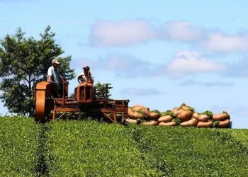 Por la baja rentabilidad, productores siguen eliminando teales para plantar yerba