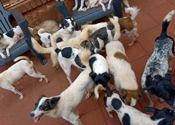 La protectora “Narices Frías” lanza una rifa para seguir ayudando a los animales