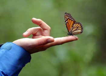 Significados de la mariposa