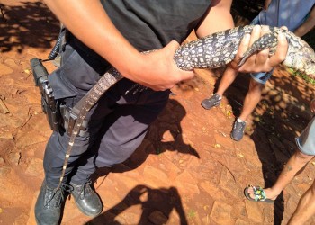 Resguardaron a un lagarto overo lastimado