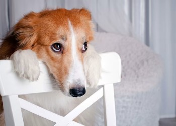 Ruidos y sonidos que estresan a tu perro