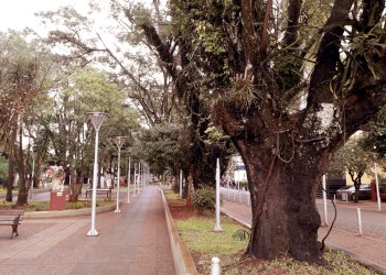 Plantarán orquídeas en espacios públicos de Oberá