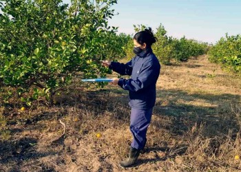 Se extendió a 4 años más el plan de control y erradicación de HLB
