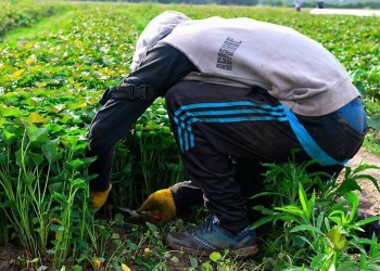 Productores solicitan que los presos produzcan alimentos