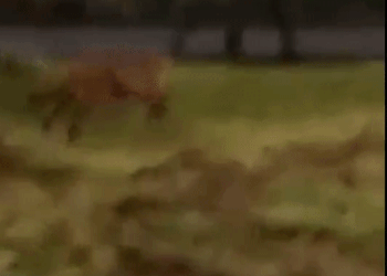 ¿Un puma en la zona del Parque Industrial en Posadas?