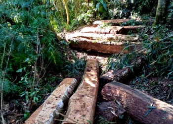 Productores piden soluciones por el crecimiento del robo de madera