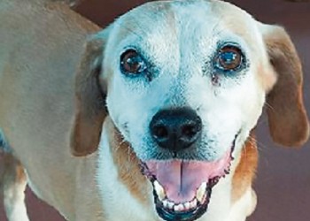 Deisy, Pila, Gringa y Felipe: la familia perruna de Irene Waidelich