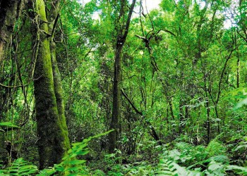 Cambio climático: “La naturaleza está mostrando las consecuencias del destrato”