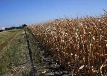 Sequía: triple impacto sobre la producción, el ingreso de dólares y el índice de inflación