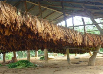 Otro reclamo en el Congreso para que cigarrilleras paguen impuesto