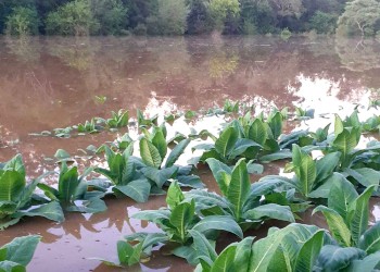 Tabacaleros fueron afectados por la crecida del río Uruguay