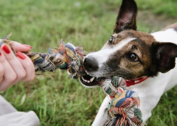Las rutinas básicas del perro