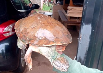 Fue al quiosco y regresó con una tortuga