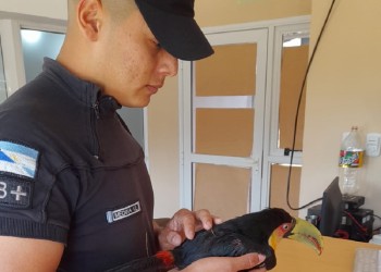 Rescatan en Oberá a una tucán “pico verde”