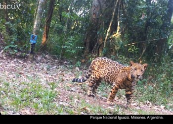 Cámaras captan ocho yaguaretés en el Parque Nacional Iguazú