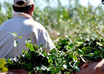 La zafra yerbatera arrojó sólo 5% menos de hoja verde cosechada a diferencia del 2021