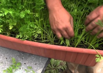 Cómo cultivar zanahorias en macetas: ¿Qué cuidados necesitan?