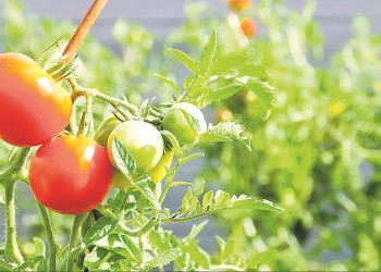 El problema de los plaguicidas en los alimentos del agro