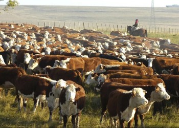 Sequía y heladas: la ganadería se ve golpeada por una “tormenta perfecta”