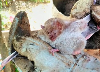 El SENASA realiza controles ante un brote de rabia paresiante