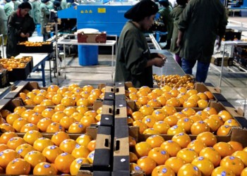 Las economías regionales siguen retrocediendo en exportaciones