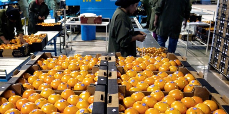 DIFERENCIA. El aumento en los precios de exportación fue más favorable para productos del agro pampeano, en detrimento de otras producciones.