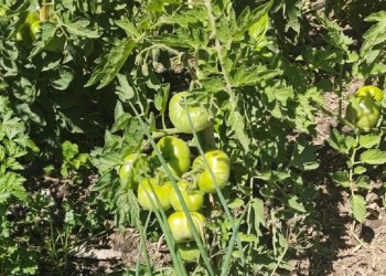 Recomendaciones para gestionar la huerta en primavera