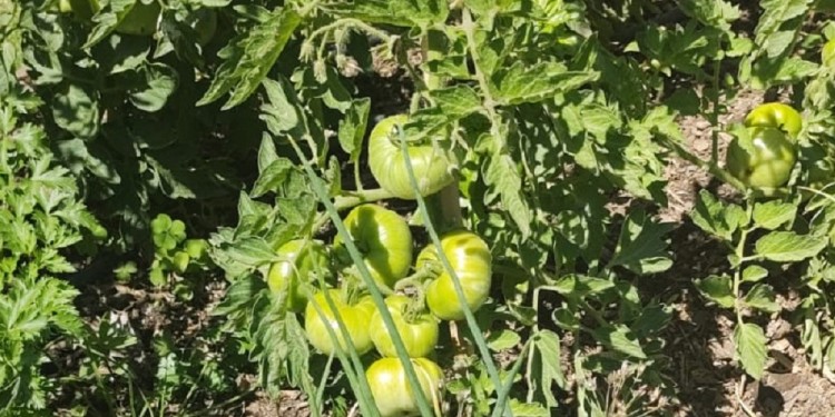 ESTRATEGIA. “Se trata de una técnica utilizada desde los pueblos originarios de América, que consiste en asociar los cultivos”, explicaron.